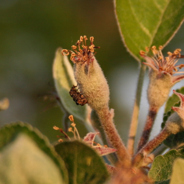 plum curculio on fruit