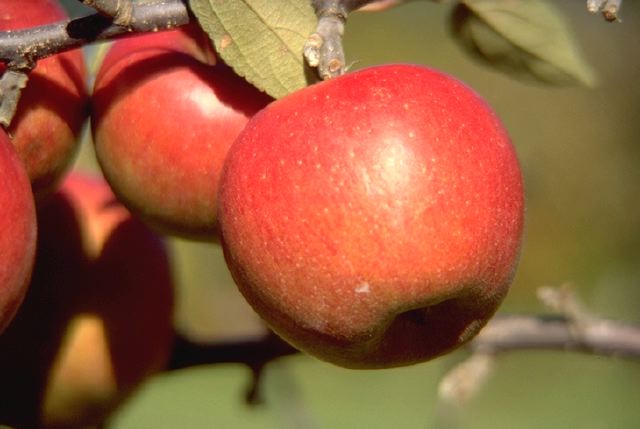 braeburn