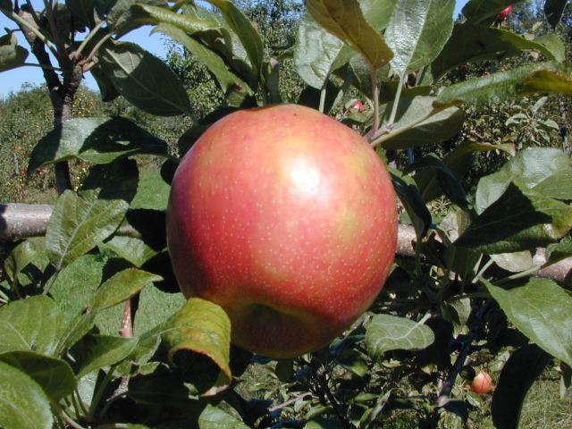 honeycrisp