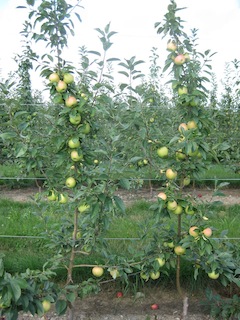 tsapple