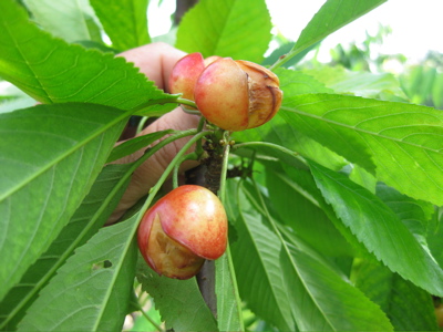 white gold cherry crack